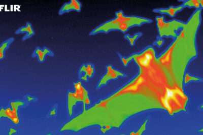 Thermal or Infrared? What to Buy and Why